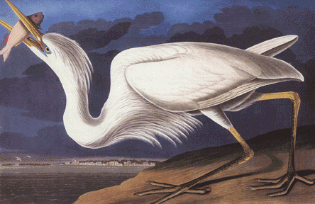 Great White Heron Great White Heron