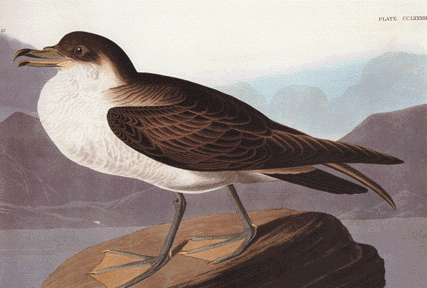 Great Shearwater Great Shearwater