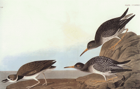 Purple Sandpiper Purple Sandpiper