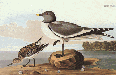 Sabine's Gull Sabine's Gull