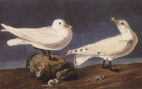 Ivory Gull