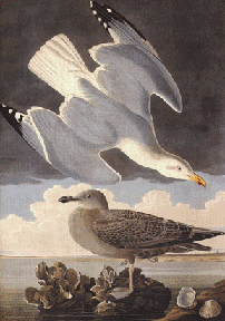 Herring Gull Herring Gull