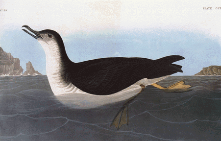 Manx Shearwater Manx Shearwater