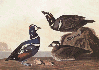 Harlequin Duck Harlequin Duck