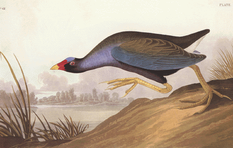 Purple Gallinule Purple Gallinule