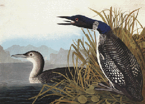 Common Loon