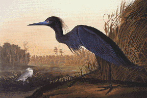 Little Blue Heron
