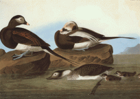 Long Tailed Duck