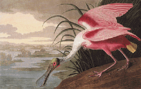Roseate Spoonbill