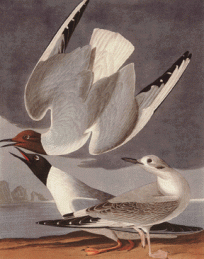 Bonaparte Gull
