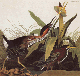 Green Heron Green Heron