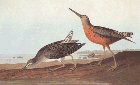 Dowitcher