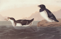 Little Auk