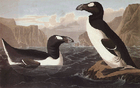Great Auk