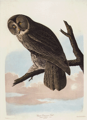 Great Gray Owl Great Gray Owl