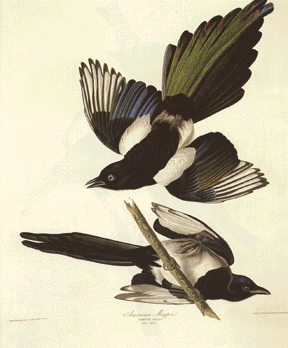 American Magpie American Magpie