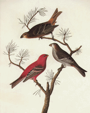 Pine Grosbeak