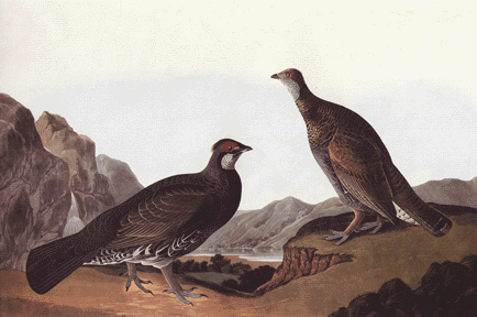 Dusky Grouse