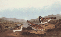 Lapland Longspur