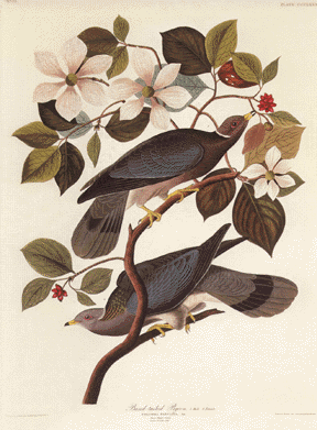 Band-Tailed Pigeon Band-Tailed Pigeon