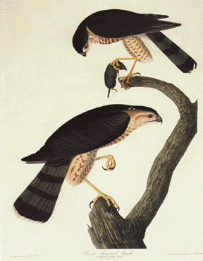 Sharp-Skinned Hawk