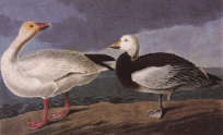 Blue and Snow Goose