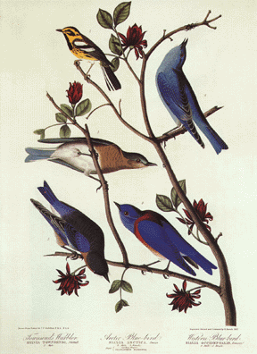 Warbler and Blue Birds Warbler and Blue Birds