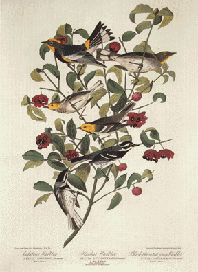 Three Western Warblers Three Western Warblers