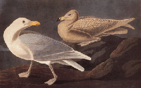 Glaucous Gull Glaucous Gull
