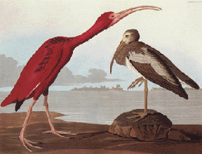 Scarlet Ibis