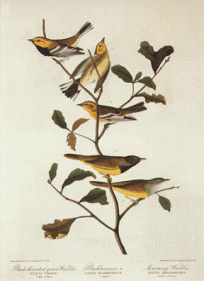 Three Warblers