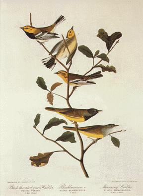 Three Warblers
