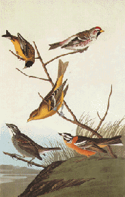 Finches and Tanagers Finches and Tanagers