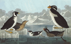 Four Alcids Four Alcids