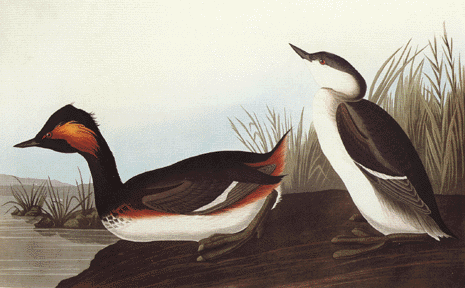 Eared Grebe Eared Grebe