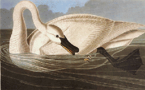 Trumpeter Swan (Adult) Trumpeter Swan (Adult)