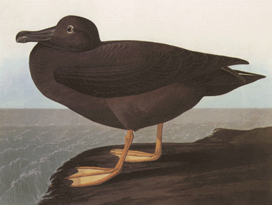 American Sooty Albatross American Sooty Albatross