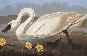 Common American Swan