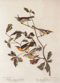 Two Warblers