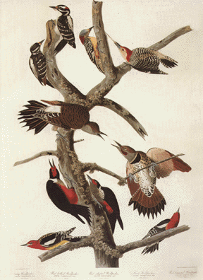 Ten Woodpeckers