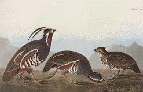 Two Quail Two Quail