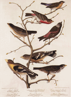 Fringillids and Icterid