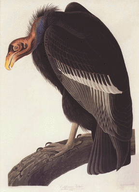 California Condor California Condor
