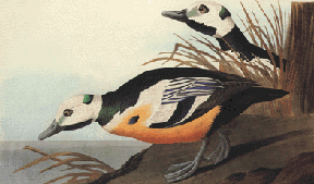 Steller's Eider Steller's Eider