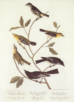 Flycatchers and Vireo