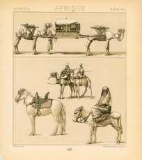 Africa (Northern) - Mounted Transport Animals