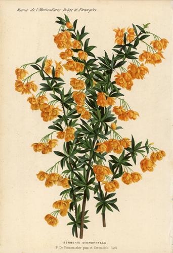 Berberis Stenophylla (Evergreen Barberry)