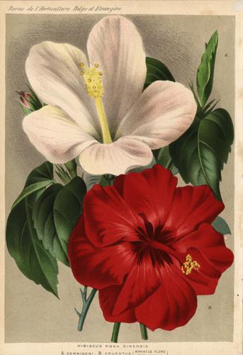 Hibiscus Rosa Sinensis (Tropical Hibiscus/Chinese Hibiscus)