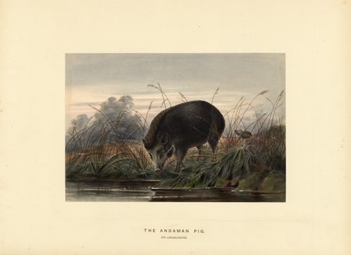 The Andaman Pig (Sus Andamanensis)