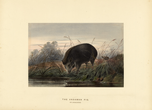 The Andaman Pig (Sus Andamanensis)